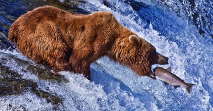bear eats alaskan salmon