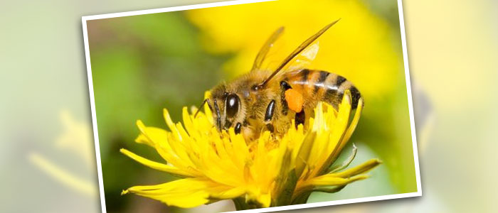 bees