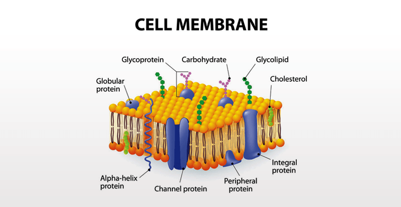 Cell Membrane