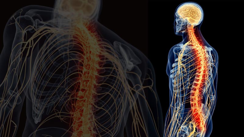 Central and Peripheral Nervous System