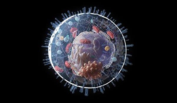 cilia on cells