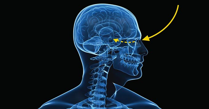 circadian clock hypothalamus