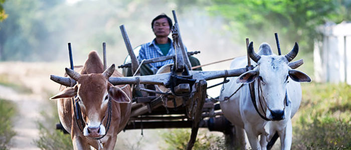 cow milk meat