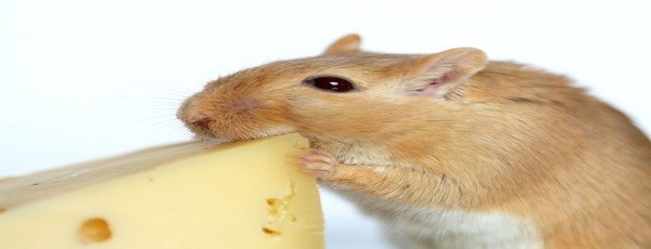 Keto diet great for blood glucose but not the liver in diabetic mice