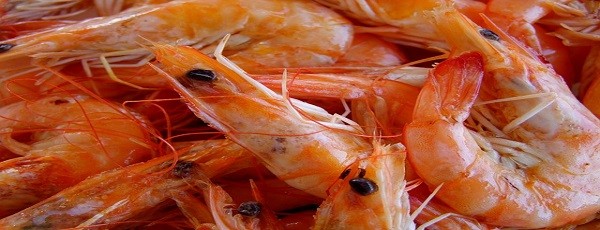 Lose a half pound per week with chitosan