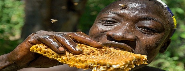 Eat first, share later: the foraging habits of Hadza hunter-gatherers