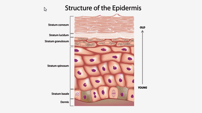 Which Peptides Can And Can't Be Delivered Transdermally