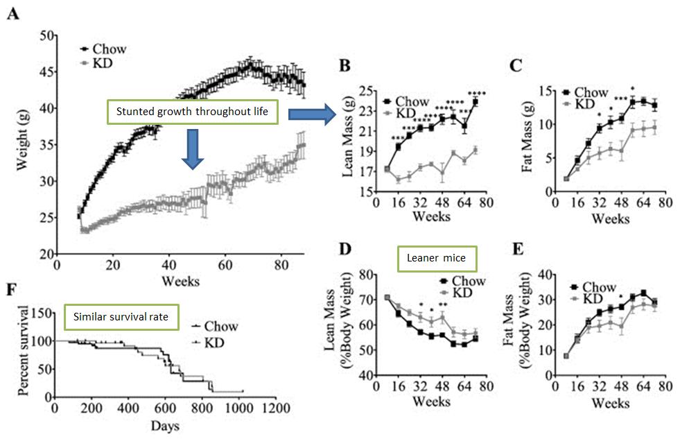 Keto_lifelong_fig1.jpg Body composition changes and survival rate in keto-fed and chow-fed mice over a lifetime.