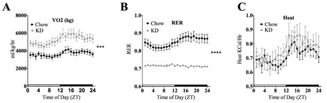 Keto_lifelong_fig2.jpg Oxygen consumption (VO2), respiratory exchange ratio (RER), and heat production in keto-fed and chow-fed mice.