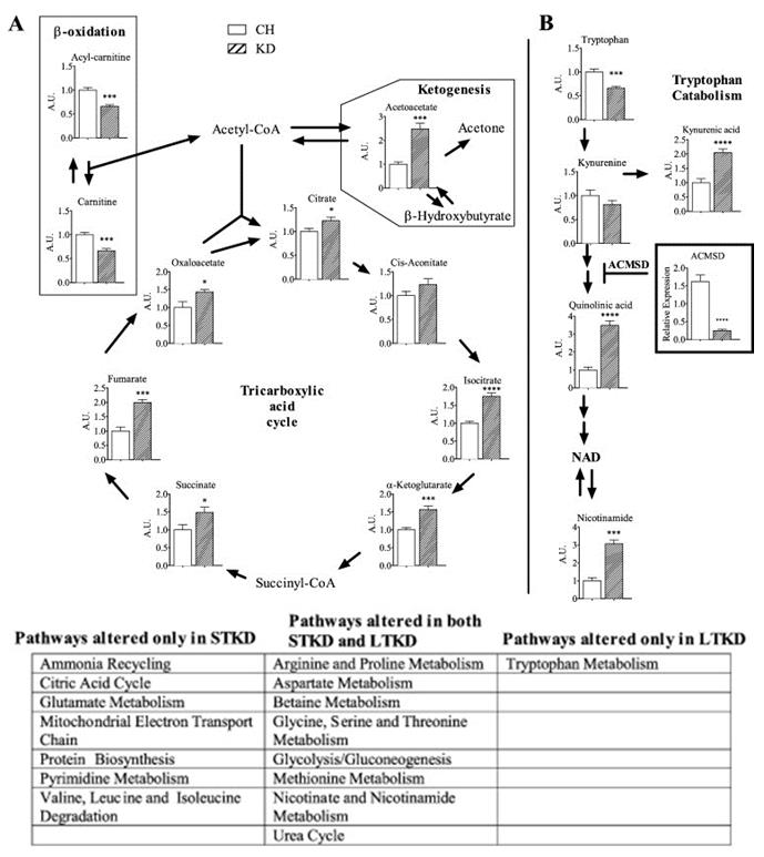 Keto_lifelong_fig6.jpg Difference in TCA cycle intermediates, B-oxidation, and tryptophan catabolism in keto-fed and chow-fed mice. Values expressed relative to chow-fed mice.