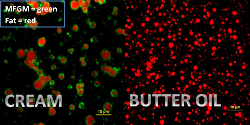 MFGM_fig2.jpg Confocal laser scanning microscopy of milk-fat globules from non-homogenized whipping cream (left) and butter oil (right).