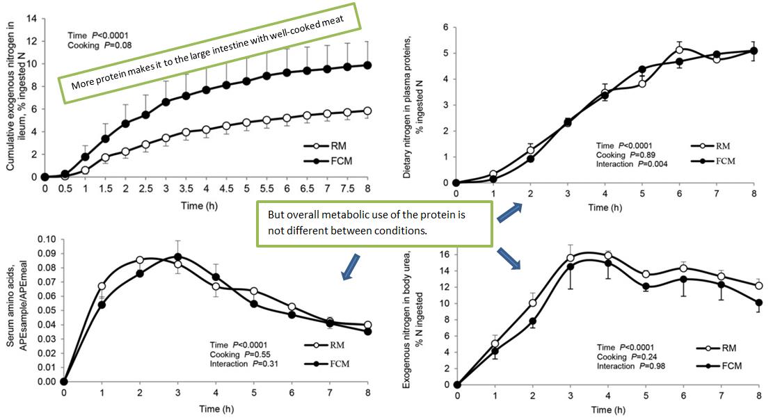 Meat_digestibility_fig2.jpg Cumulative amount of nitrogen reaching the colon (upper left), nitrogen incorporation into plasma proteins (upper right), amino acids (bottom left), and urea (bottom right).