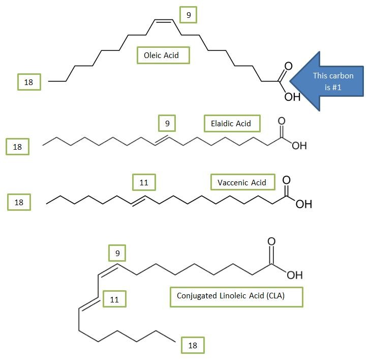 Figure 1: Comparative illustration of the cis-monounsaturated fatty acid Oleic Acid, the industrial trans-fatty acid Elaidic acid, the ruminant trans-fatty acid Vaccenic Acid, and the ruminant trans-fatty acid CLA. Note how all contain 18 carbons but have cis- and trans- double bonds at different locations.
