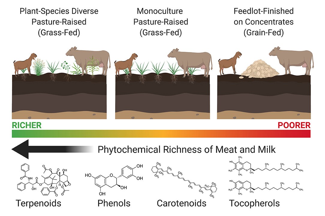 Health-Promoting Phytonutrients Are Higher in Grass-Fed Meat and Milk