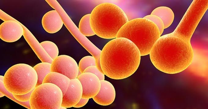 fungal-infection-microscopic-view
