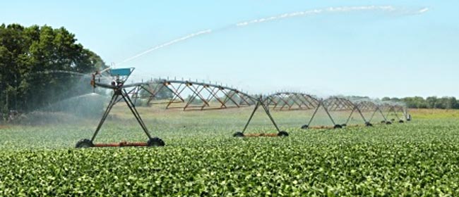 GMO crops farm