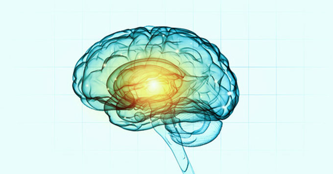 human brain neurons