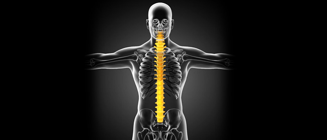 human spine