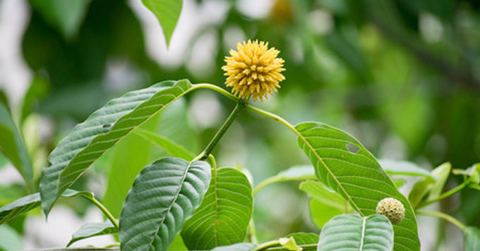 mitragyna speciosa korth kratom 