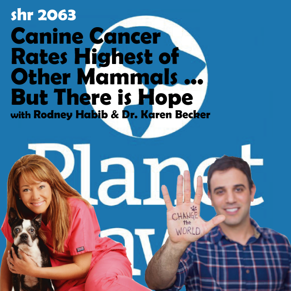 SHR # 2063 :: Canine Cancer Rates Are Highest of Other Mammals... But There Is Hope ::