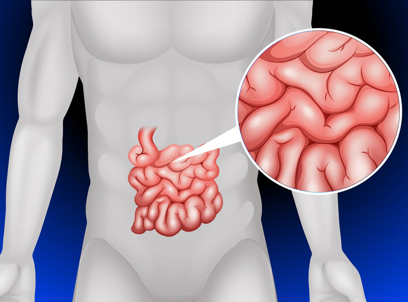 SHR # 2232 :: Small Intestine, Lactic Acid Bacteria and Metabolic Acidosis ::