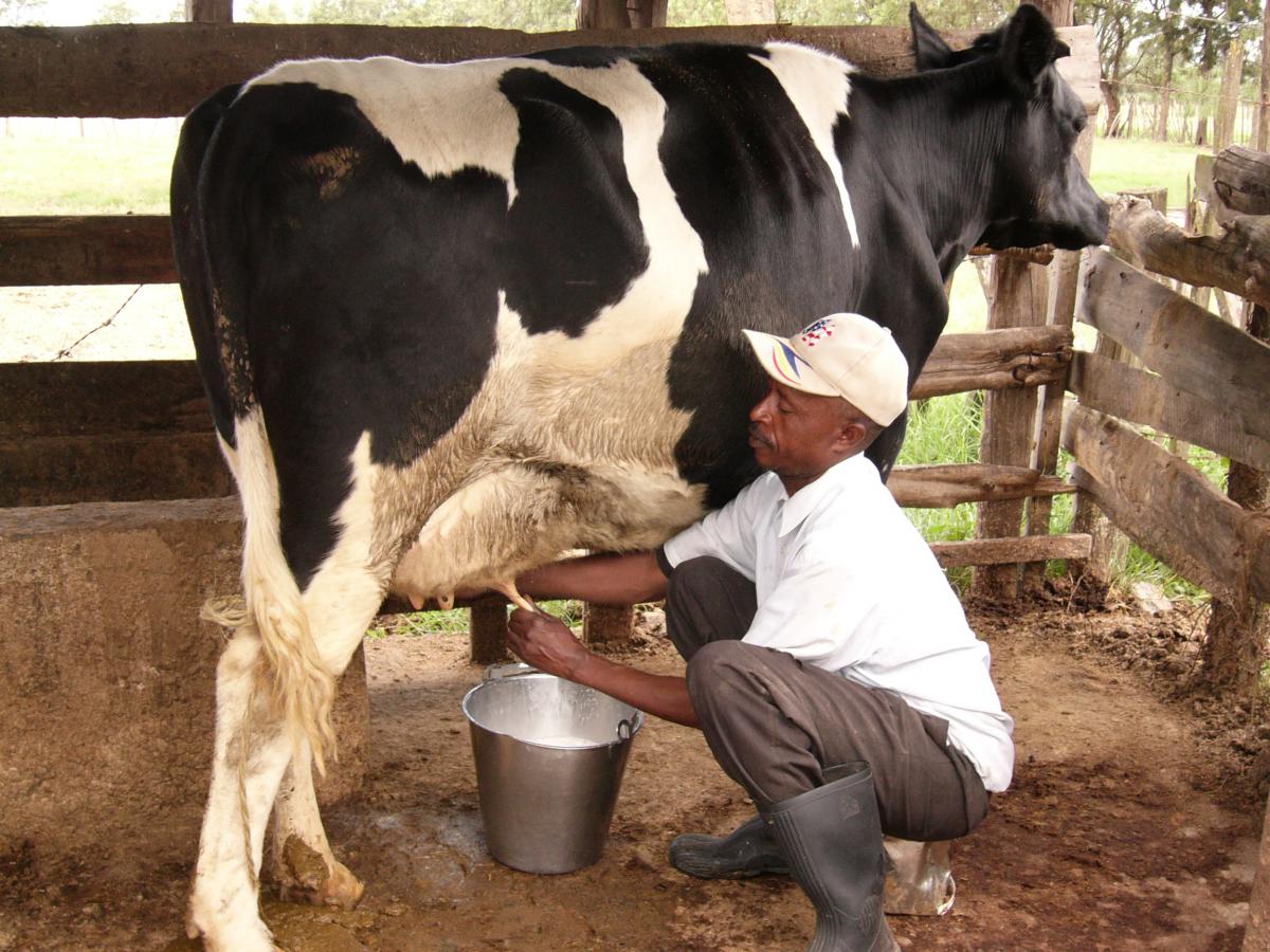 cow milking