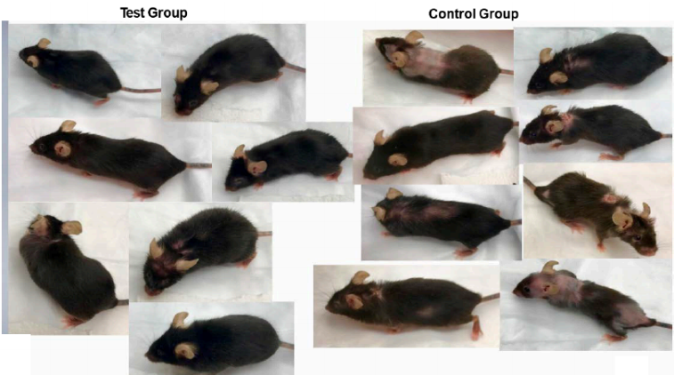 lab rats