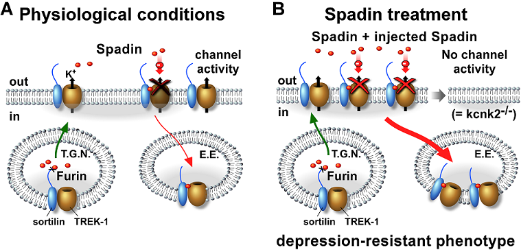 depression-resistant phenotype