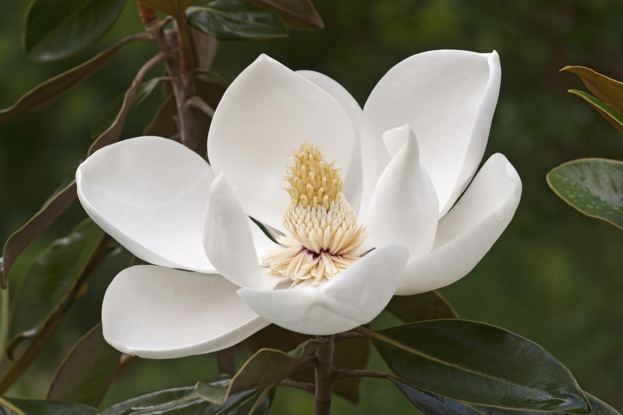 Dihydro Honokiol