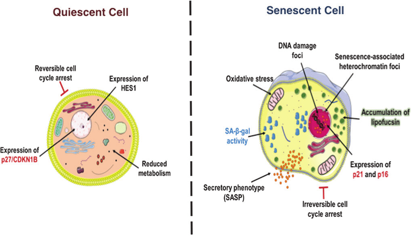 Epigenetic Testing Pattern