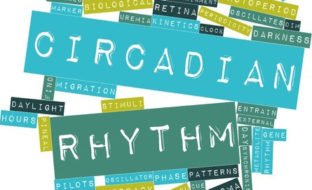 circadian rhythm