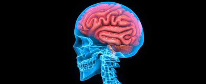 xray view of human brain