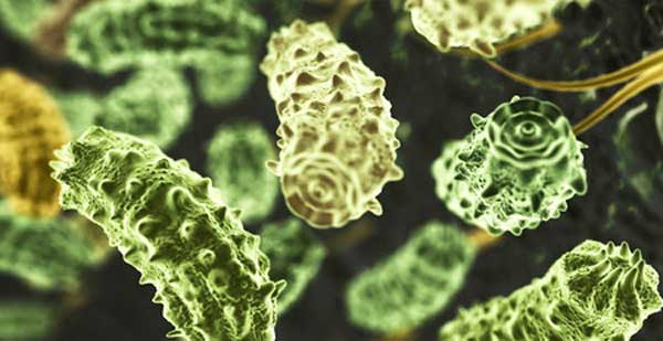 microbes