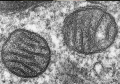 Mitochondria