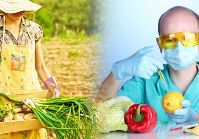 organic vs GMO crops