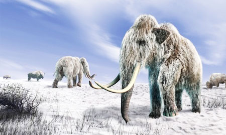 woolly mammoth