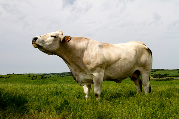 unique breed of cattle